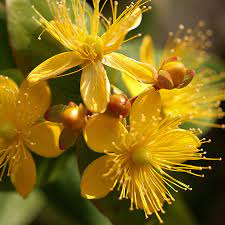 ST. Johns Wort